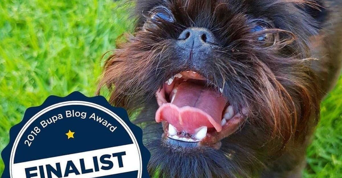 Four Power Pets Named as Finalists in the Bupa Blog Awards