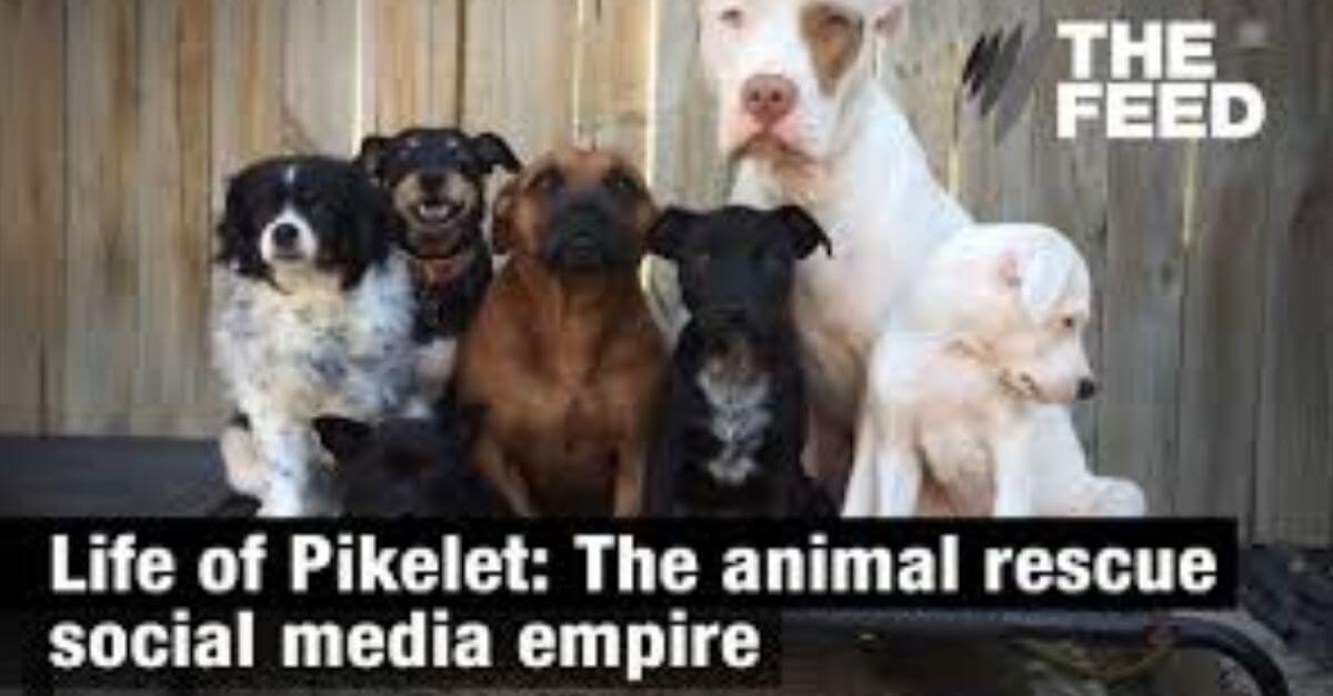 Pets in All The Right Places: Power Pets in the Media