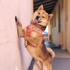 Power-Pets-Rollo-Shiba