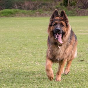 Power-Pets-Archer-GSD-2