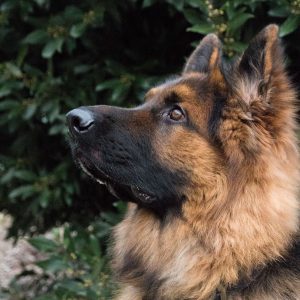 Power-Pets-Archer-GSD-6