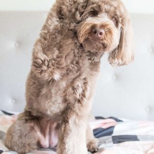 Power-Pets-Bailey-the-Labradoodle-1