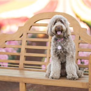 Power-Pets-Bailey-the-Labradoodle-3