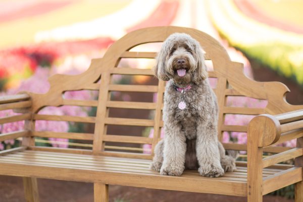 Bailey the Labradoodle