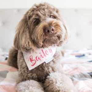 Power-Pets-Bailey-the-Labradoodle-6