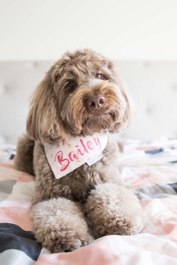 Bailey the Labradoodle