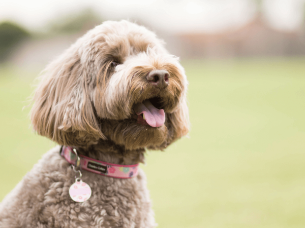 Bailey the Labradoodle