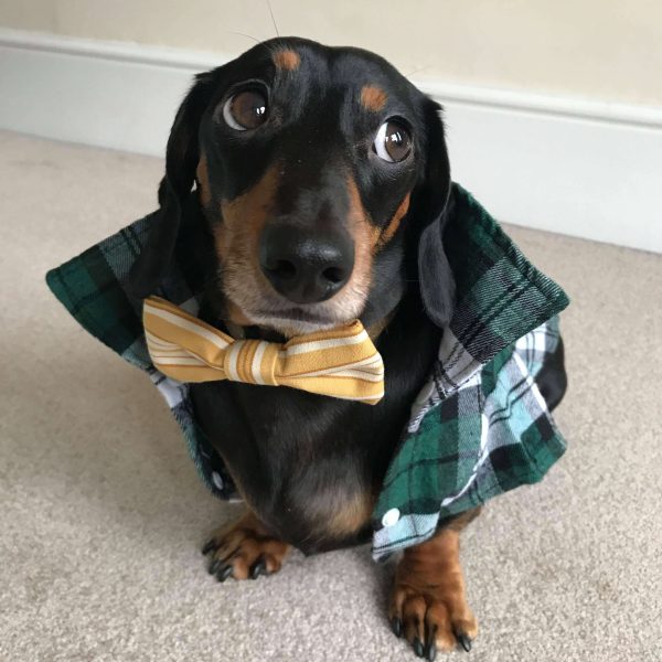 Bruno the Mini Dachshund