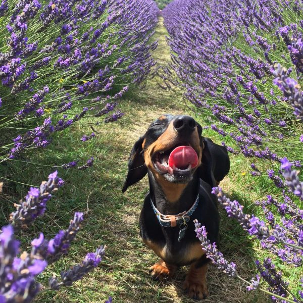 Bruno the Mini Dachshund