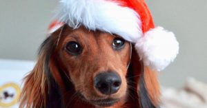 Power-Pets-Christmas-Gift-Guide-2018-Feature-Image