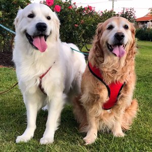 Power-Pets-Glorious-Goldens-12