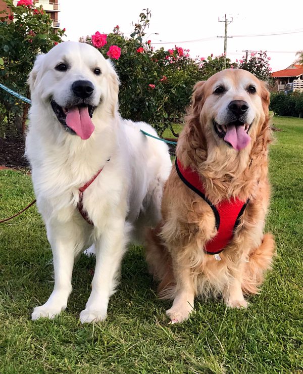 Glorious Goldens