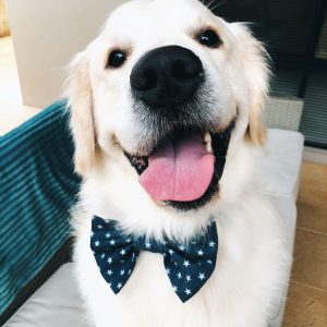 Power-Pets-Glorious-Goldens-13