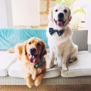 Power-Pets-Glorious-Goldens-14