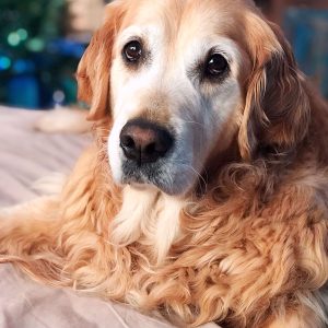 Power-Pets-Glorious-Goldens-2