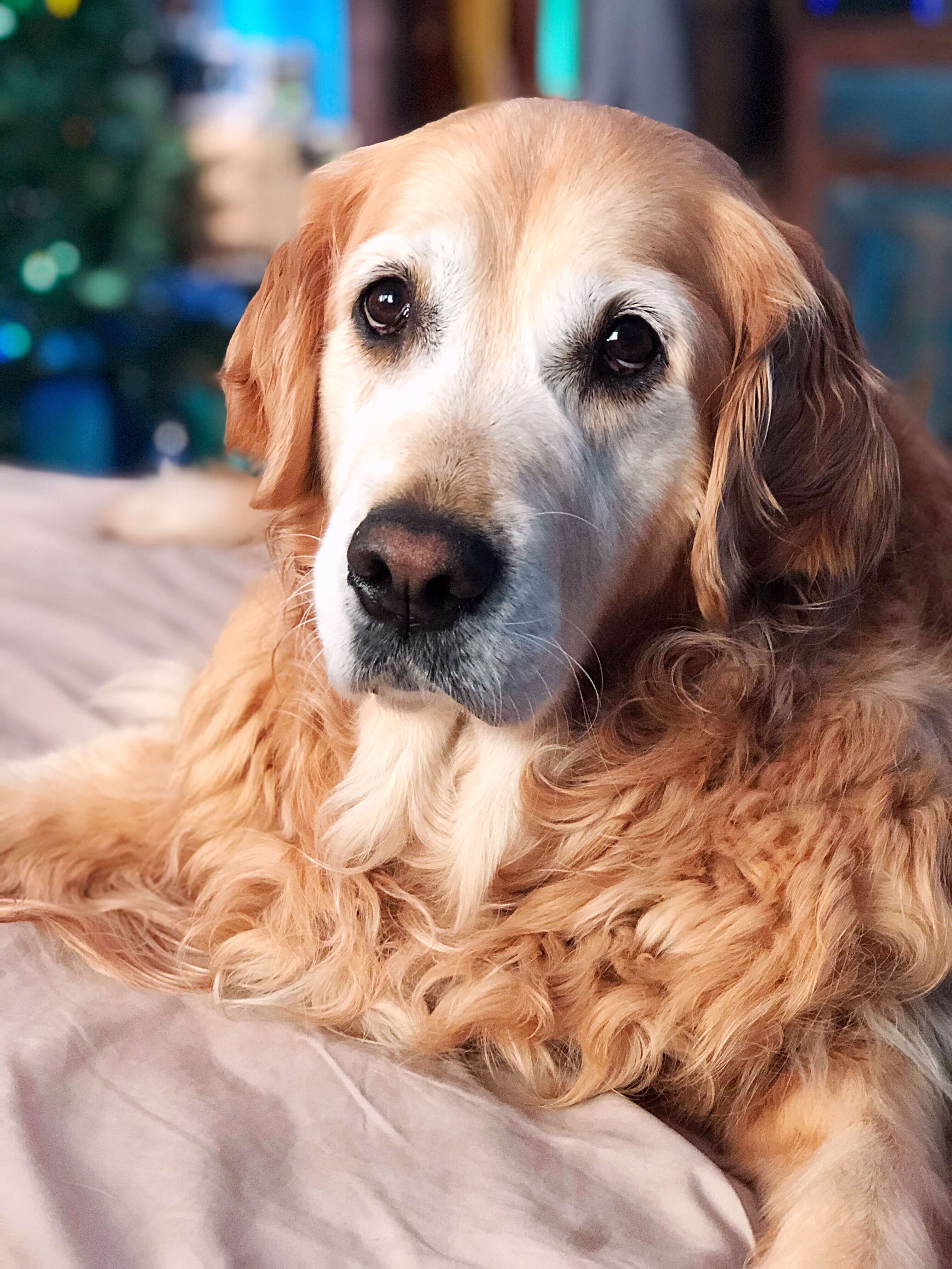 Glorious Goldens Power Pets Animals with Influence