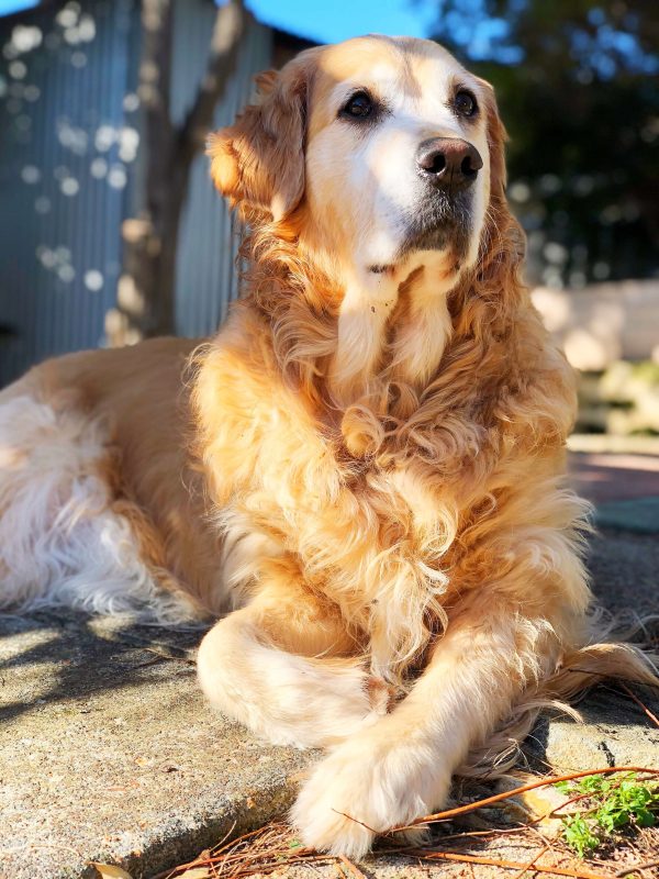 Glorious Goldens