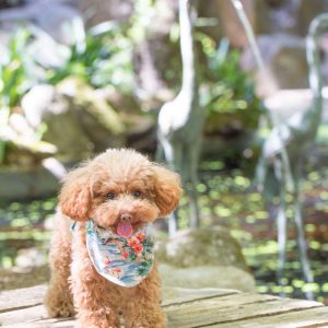 Power-Pets-Hana-the-Toy-Poodle-2