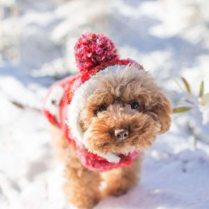 Power-Pets-Hana-the-Toy-Poodle-6