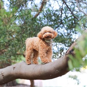 Power-Pets-Hana-the-Toy-Poodle-7