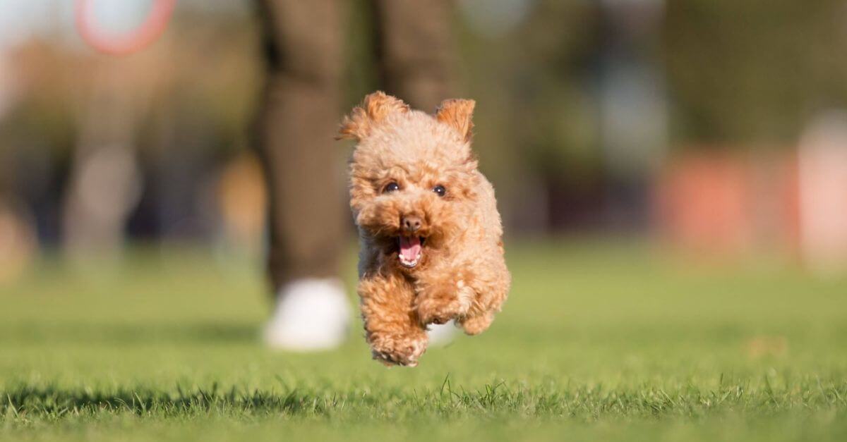 Power-Pets-Hana-the-Toy-Poodle-Facebook