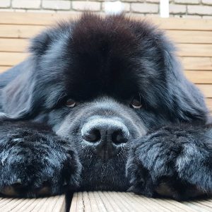 Power-Pets-Hugo-the-Newfie-2