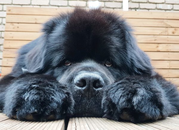 Hugo the Newfie