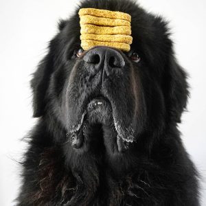 Power-Pets-Hugo-the-Newfie-3