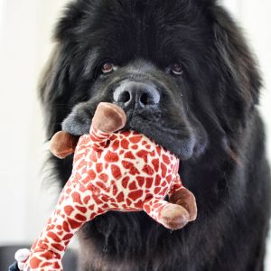 Power-Pets-Hugo-the-Newfie-4