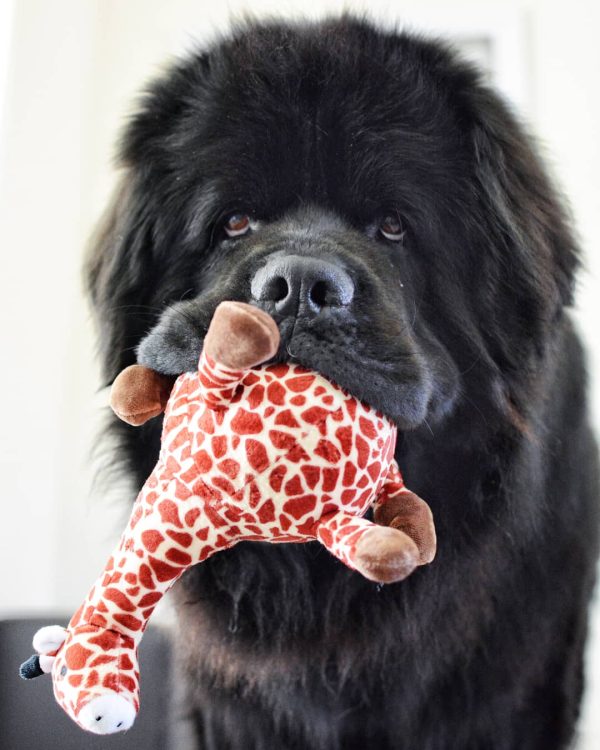 Hugo the Newfie