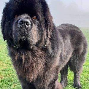 Power-Pets-Hugo-the-Newfie-6