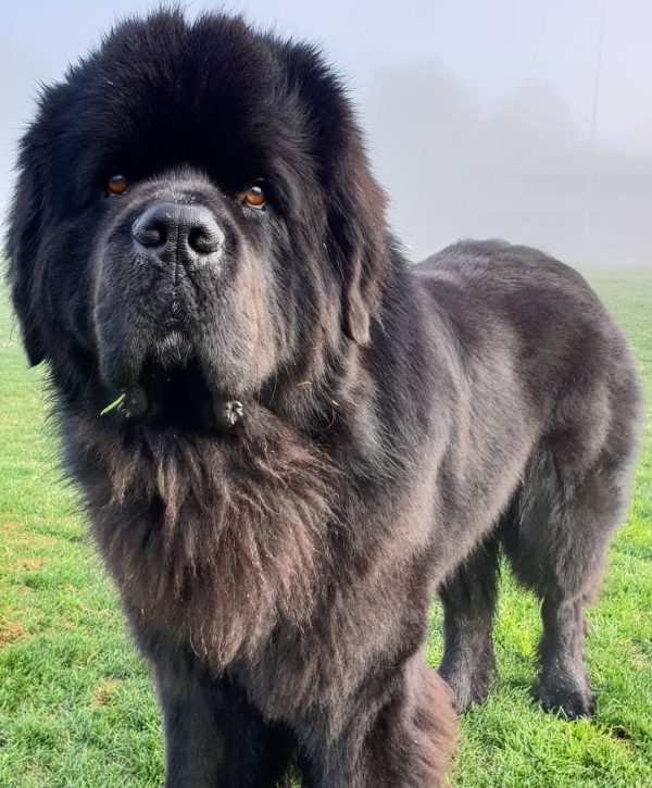 Hugo the Newfie