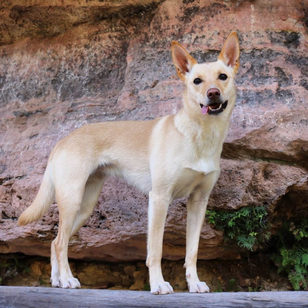 Kou the Kelpie Dingo Power Pets Animals with Influence