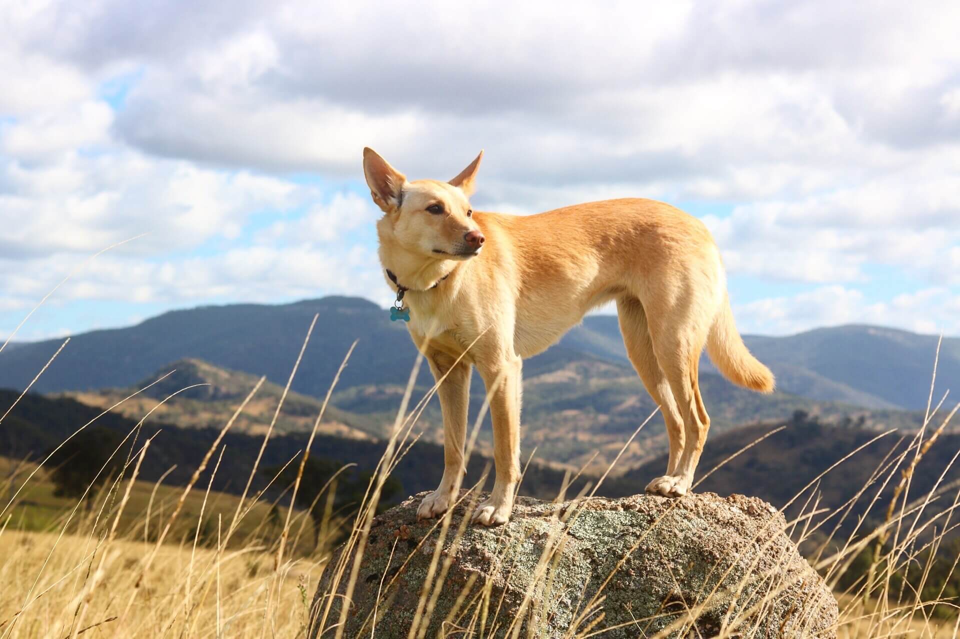 Kou the Kelpie Dingo | Power Pets - Animals with Influence