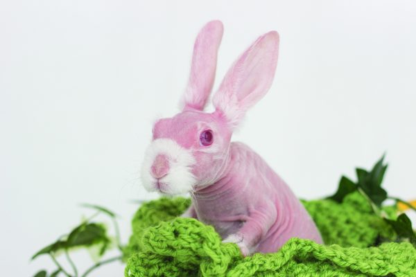 Mr Bigglesworth Rabbit