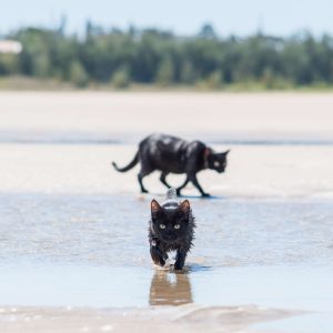 Power-Pets-Nathan-the-Beach-Cat-2