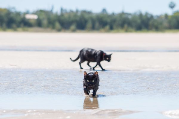 Nathan and Winnie the Beach Cats