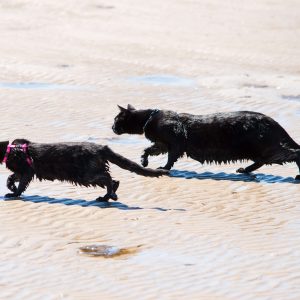 Power-Pets-Nathan-the-Beach-Cat-3