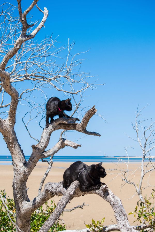 Nathan and Winnie the Beach Cats