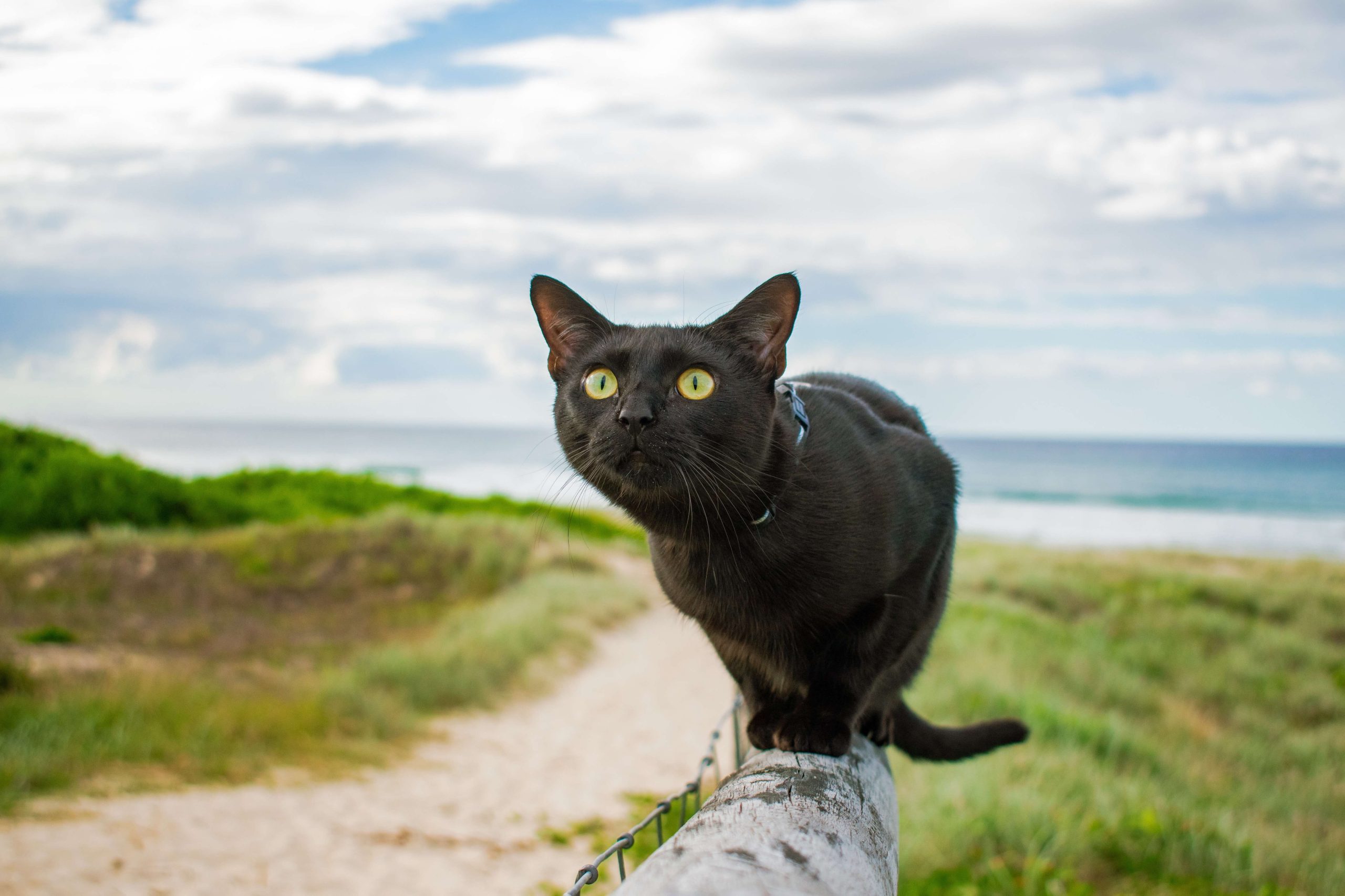 Power-Pets-Nathan-the-Beach-Cat-8