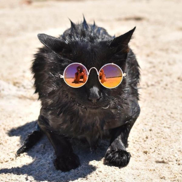 Nathan and Winnie the Beach Cats