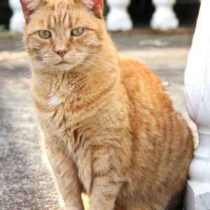 Power-Pets-Puffy-Ginger-Girl-2