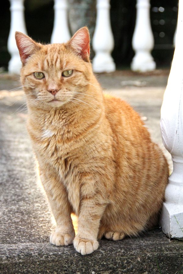 Puffy and Mika Ginger Girls