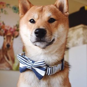 Power-Pets-Rollo-Shiba-Feature-Image