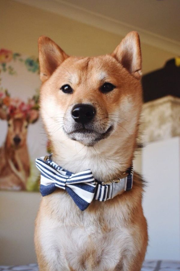 Rollo Shiba