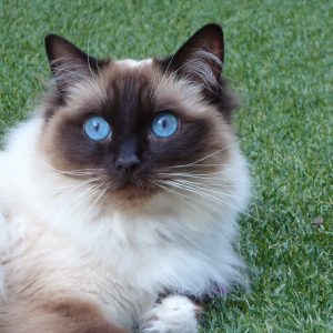 Power-Pets-Princess-Alaska-Ragdoll