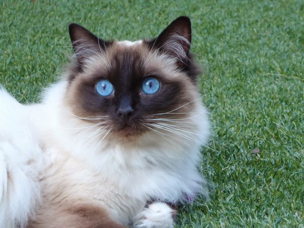 Princess Alaska Ragdoll