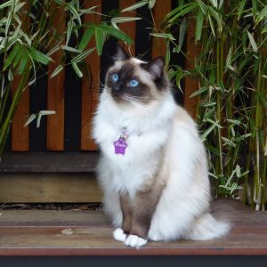 Power-Pets-Princess-Alaska-Ragdoll