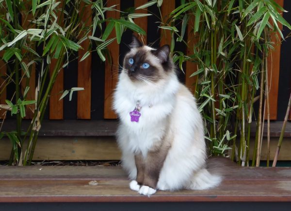 Princess Alaska Ragdoll