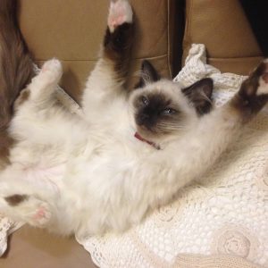 Power-Pets-Princess-Alaska-Ragdoll